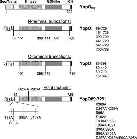 Yersinia Protein Kinase Yopo Is Activated By A Novel G Actin Binding