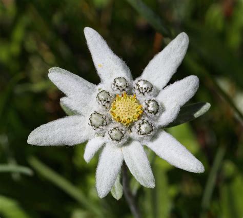 31 followers · real estate. Edelweiss, la flor del valor y el coraje | Flores pequeñas ...