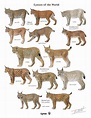 iberian lynx - Google Search | Small wild cats, Wild cats, Animals