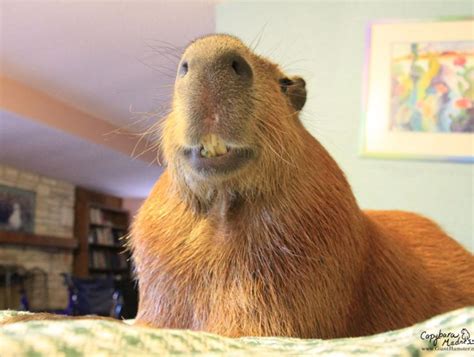 10 Super Cute Capybara Photos You Will Seriously Want To