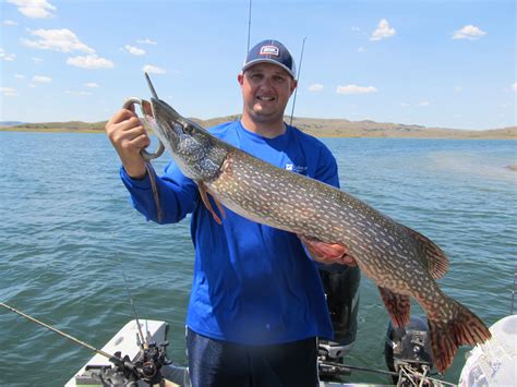 Scott Johnson With A 35″ Northern Pike Fort Peck Fishing With Matt