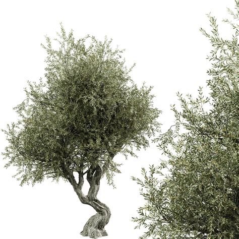 Olive Tree 3d Model For Vray