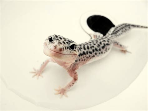 Kawaii Leopard Gecko
