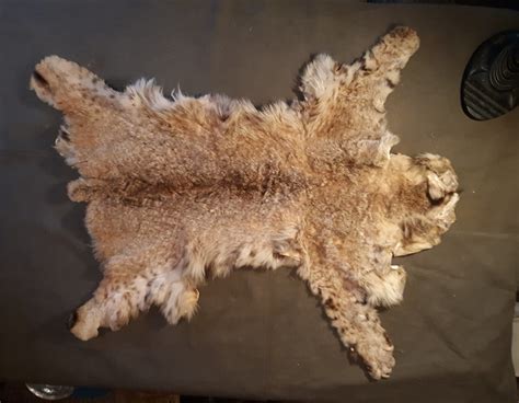 Taxidermy Tuesday A Bobcat Pelt No Hidden Cat Collectors Weekly