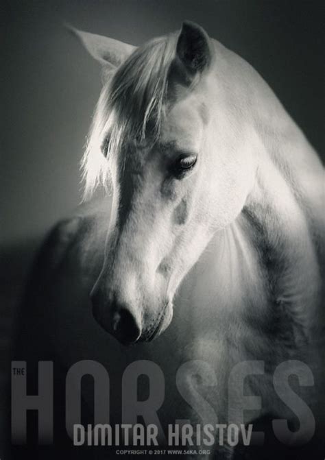 White Horse Head Strobist Portrait 54ka Photo Blog