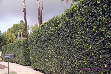 Look at what you have for growing conditions at the. Tall Narrow California Ligustrum (Privet) Hedge