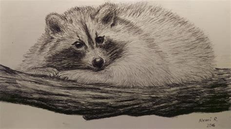 Raccoon Pencil Drawing At Getdrawings Free Download