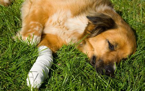 How To Treat Dog Cuts And Scrapes