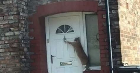 Most Polite Pet In The World Cat Climbs On Bin And Knocks On Door To
