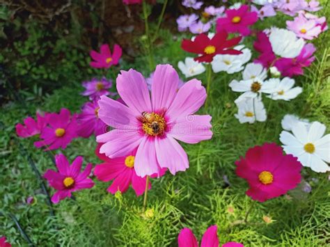 Pink Cosmos Flowers With Bee And Green Leaf Background Stock Image