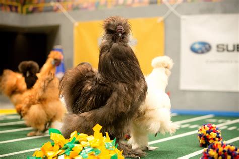 Puppy Bowl 2016 Preview A Skunk Referee And Hot Cheerleader Chicks