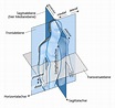 Allgemeine Anatomie Learncard 141602865