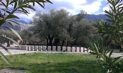 The Oldest Olive Trees They Witnessed The Rise And Fall Of By