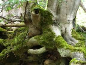 Baum Mit Gesicht Gesicht Im Baum Stockfoto Bild Von Landschaft