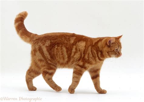 Ginger Cat Walking Photo Wp15473