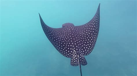 Diver Swims With Majestic Spotted Eagle Stingray Formation Youtube