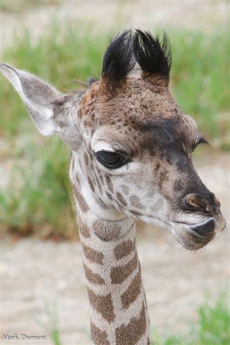 Adorable Baby Animals You Can See Now At Cincinnati Zoo