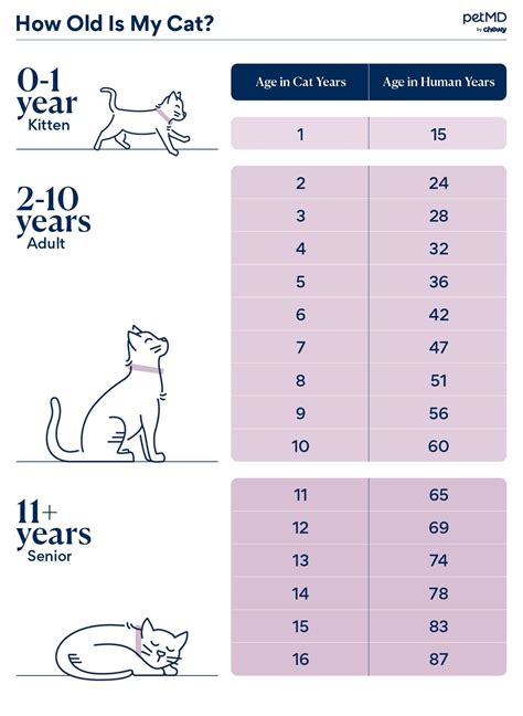 Cat Age Chart How Old Is My Cat In Human Years Petmd