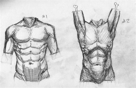 Torso Study By Stevegibson On Deviantart Body Sketches Drawing Poses