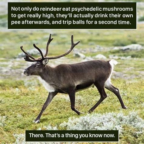 Pin by Meredith Seidl on Four-legged Facts | Weird animal facts, Animal ...