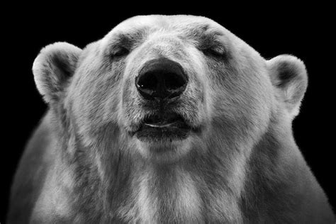 Expressive Black And White Portraits Of Zoo Animals