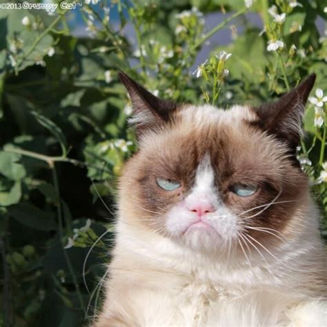 Ahh Grumpy Cat I Do Love You Grumpy Cat Grumpy Cat Humor Grumpy