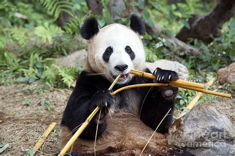 Giant Panda Eating Bamboo Photograph By Pan Xunbin
