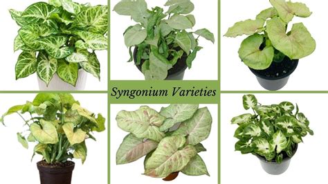 Top 42 Syngonium Varieties With Names Best Types Of Syngonium