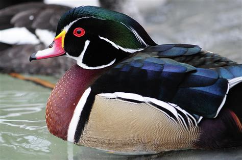 Male Wood Duck 1 Photograph By Mike Martin Fine Art America