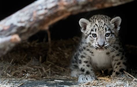 Cleveland Zoo Welcomes Baby Snow Leopard