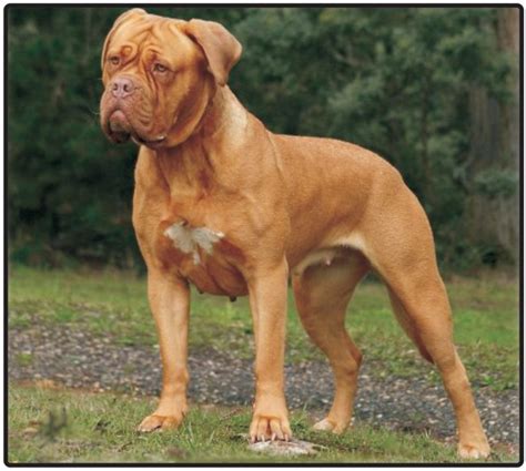 Dogue De Bordeaux Puppies And Dogs For Sale Jelena Dogshows