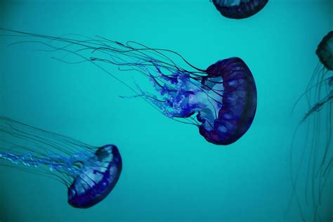 Most Dangerous Jellyfish My Planet Blog