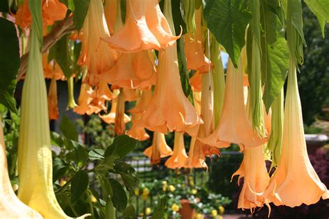 Brugmansia Beautiful Flower In The Garden Wallpapers And Images