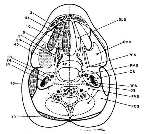 Head And Neck Anatomy Chart