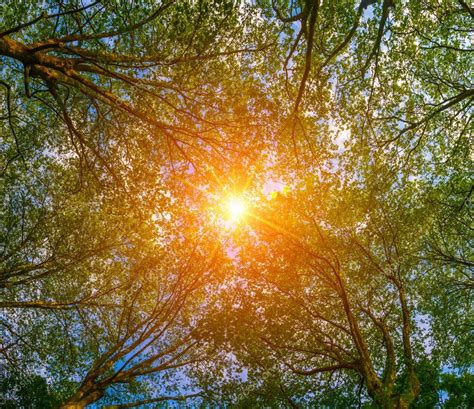 Sun Ray Through The Trees — Stock Photo © Sdecoret 113238538