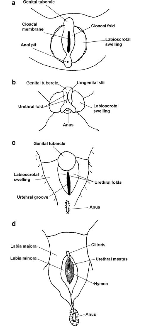 This is a combination of both the types mentioned above; Differentiation of the female external genitalia. Stages ...