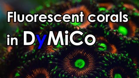 Fluorescent Corals In A Dymico System Youtube
