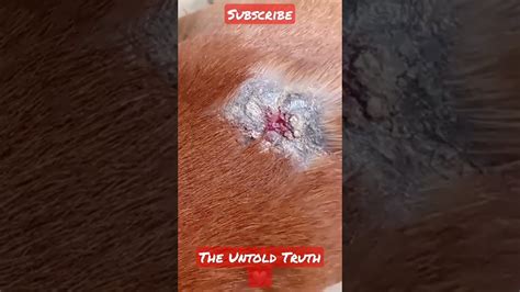 Help Dog Maggot Wound Recovery Youtube