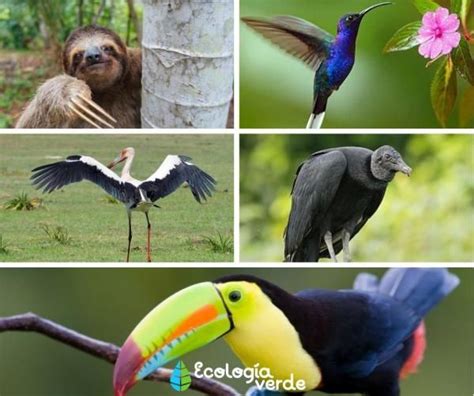 Flora y fauna de Colombia Características y Especies con Fotos Fauna