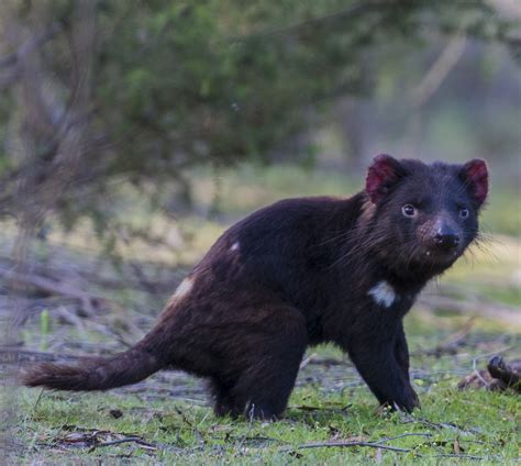 Tasmanian Devil Populations Continue To Decline Devil Facial Tumour