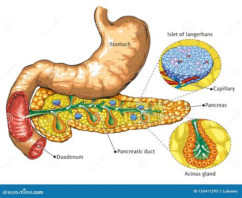 Pancreas And Stomach Stock Vector Illustration Of Intestine 135411293