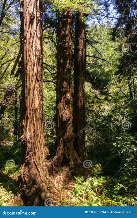Sunny Day In A Redwood Trees Sequoia Sempervirens Forest California