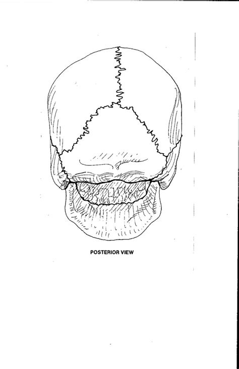 Skull Bones Posterior View Diagram Quizlet