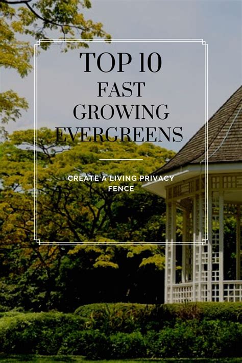 10 Fast Growing Evergreen Trees For Privacy ~ Garden Down South