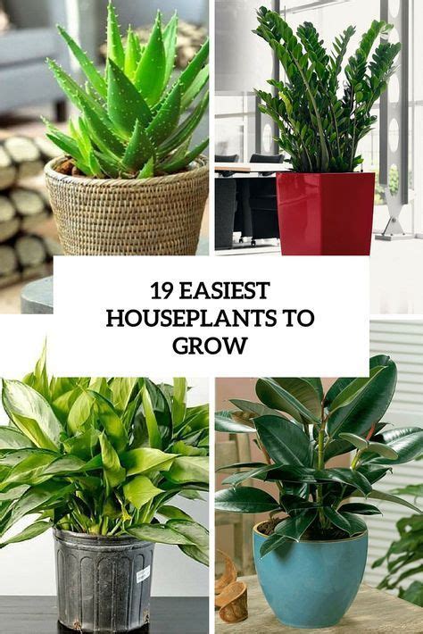 19 Easiest Houseplants You Can Grow Without Care Indoor Plants Easy