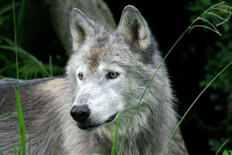 Beautiful Grey Wolf Close Up Wolf Facts And Information