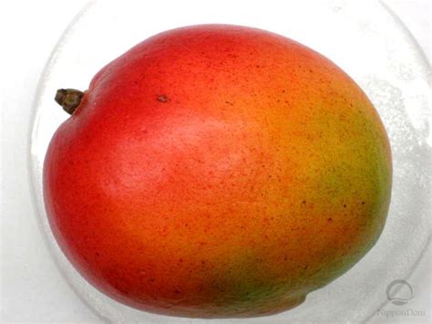 Buy Mexican Mango Large Directly From Japanese Company Nippon Dom