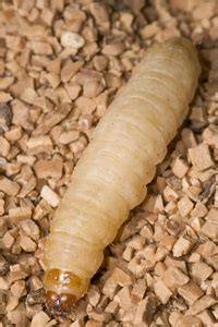 Wax worms are fatty treats for pets like reptiles, and many animals enjoy them. Leopard Gecko