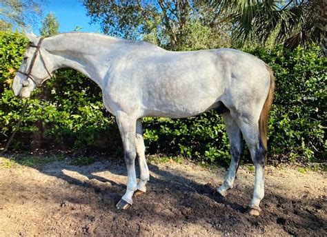 thoughts   geldings  horse forum