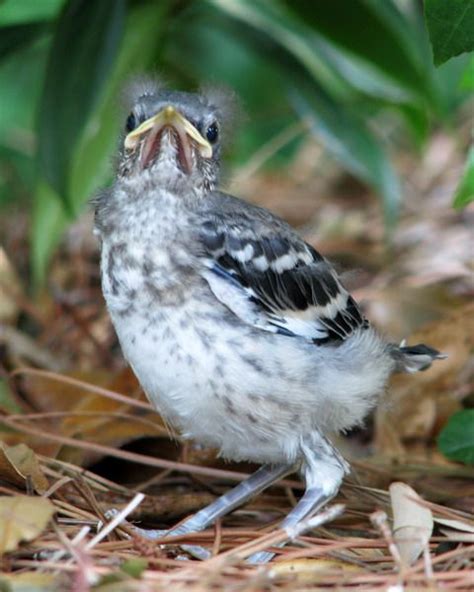 Northern Mockingbird Bird Species Northern Baby Bird